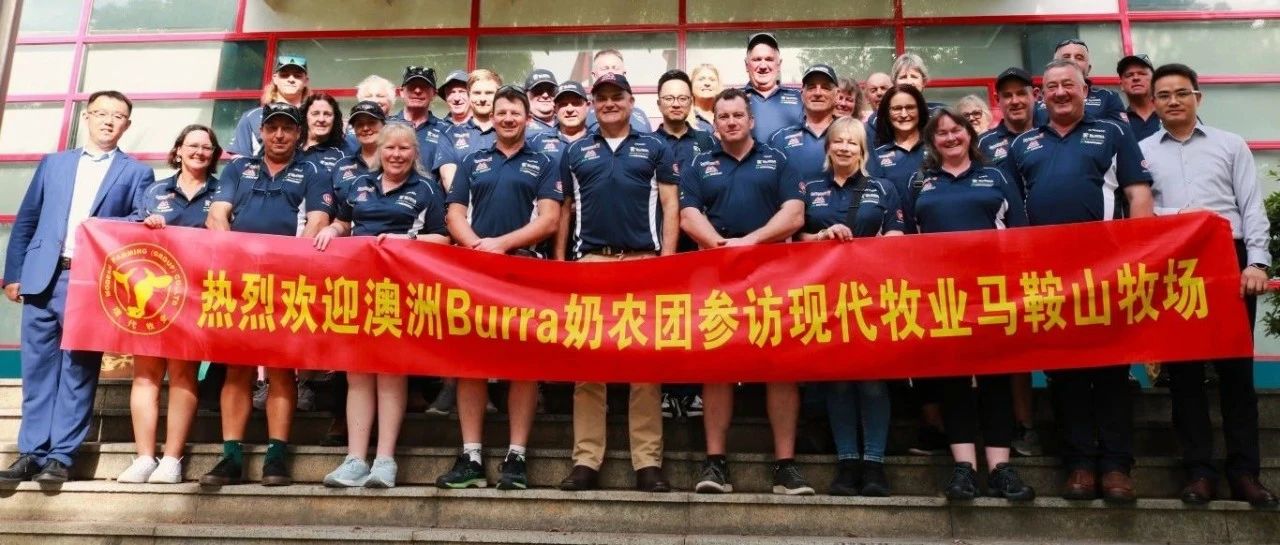 澳大利亚乳企Burra Foods考察团到访现代牧业安徽牧场，中外经验碰撞共探发展新机