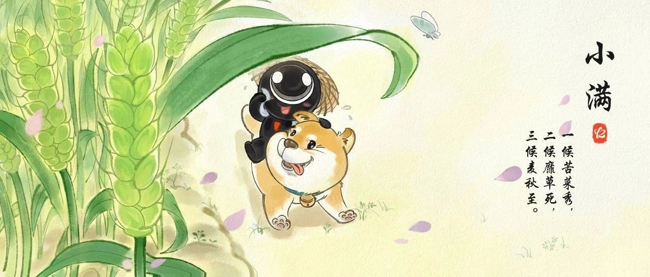 今日小满丨麦穗渐黄，丰收在望