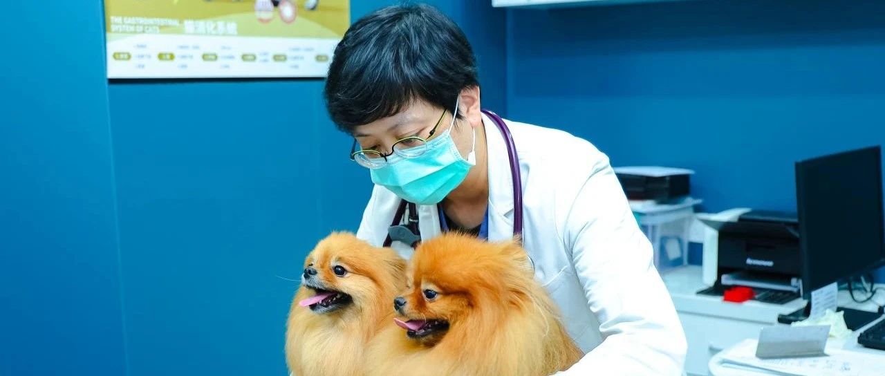 专访新瑞鹏心脏科兽医专家苏钰雯：一场关于专业、理性与善意的诊疗选择