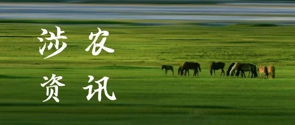 2025年6月11日全国生猪出场价格及主要批发市场玉米价格