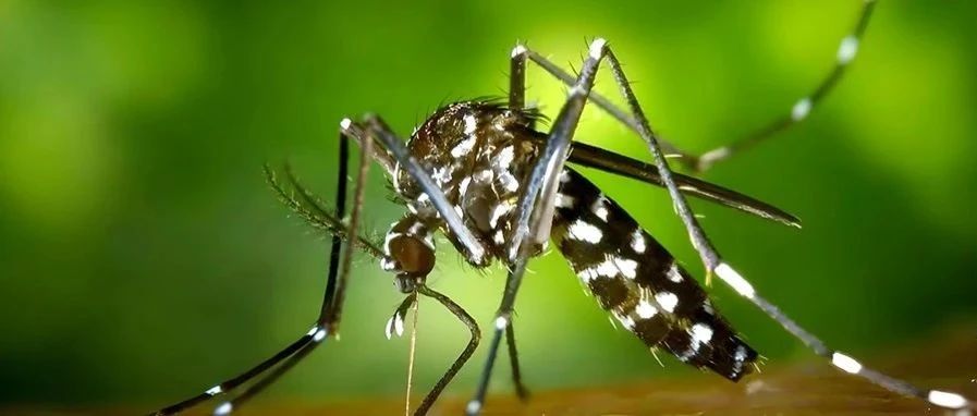 基孔肯雅热高发！欧蒙助力“蚊媒多病同防”