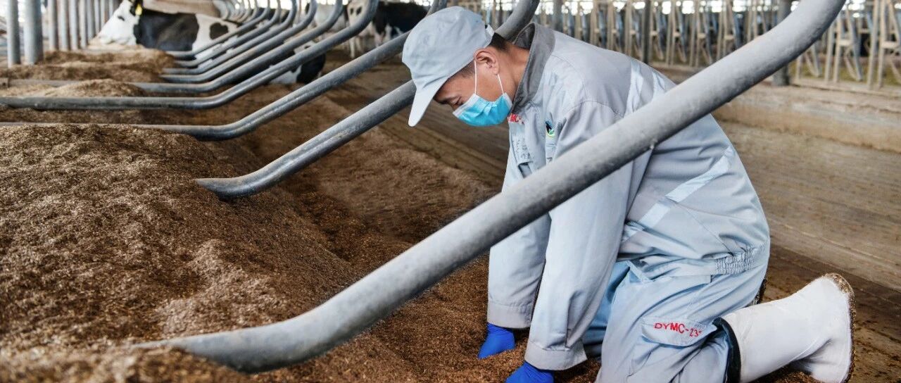 牧场技术人员跪下来感受奶牛卧床舒适度