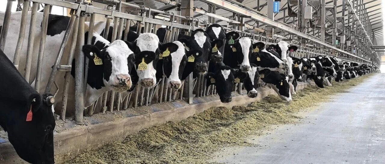 伊利奶牛的幸福生活: “躺平”躺进“舒适区”  “躺赢”躺进“质高点”