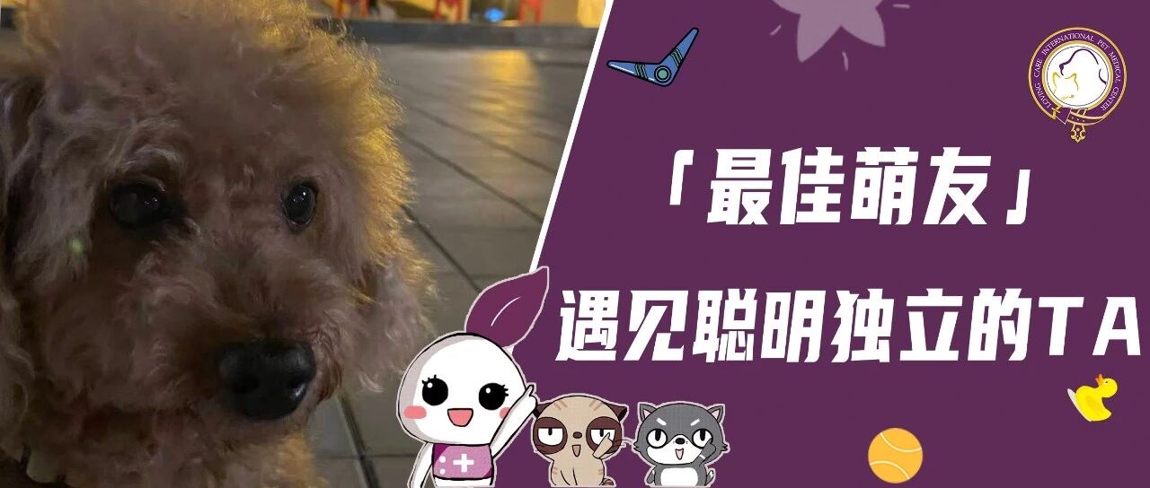 【最佳萌友】遇见聪明独立的TA｜牙科医生宠妈和儿时伙伴的重逢故事