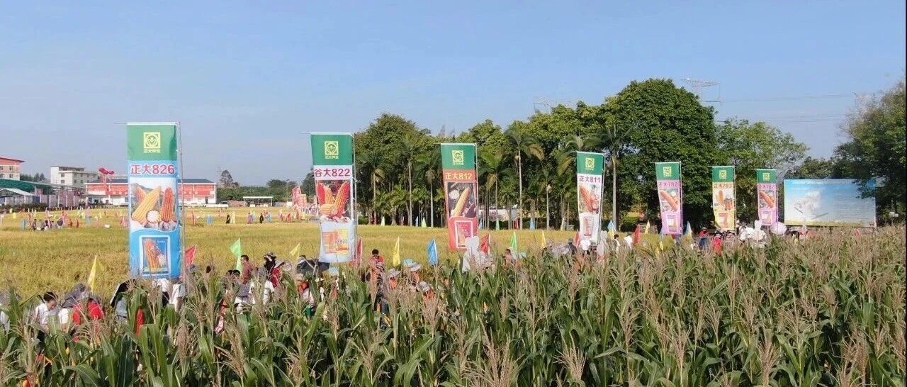 热烈祝贺第二十二届广西“看禾选种”大会取得成功