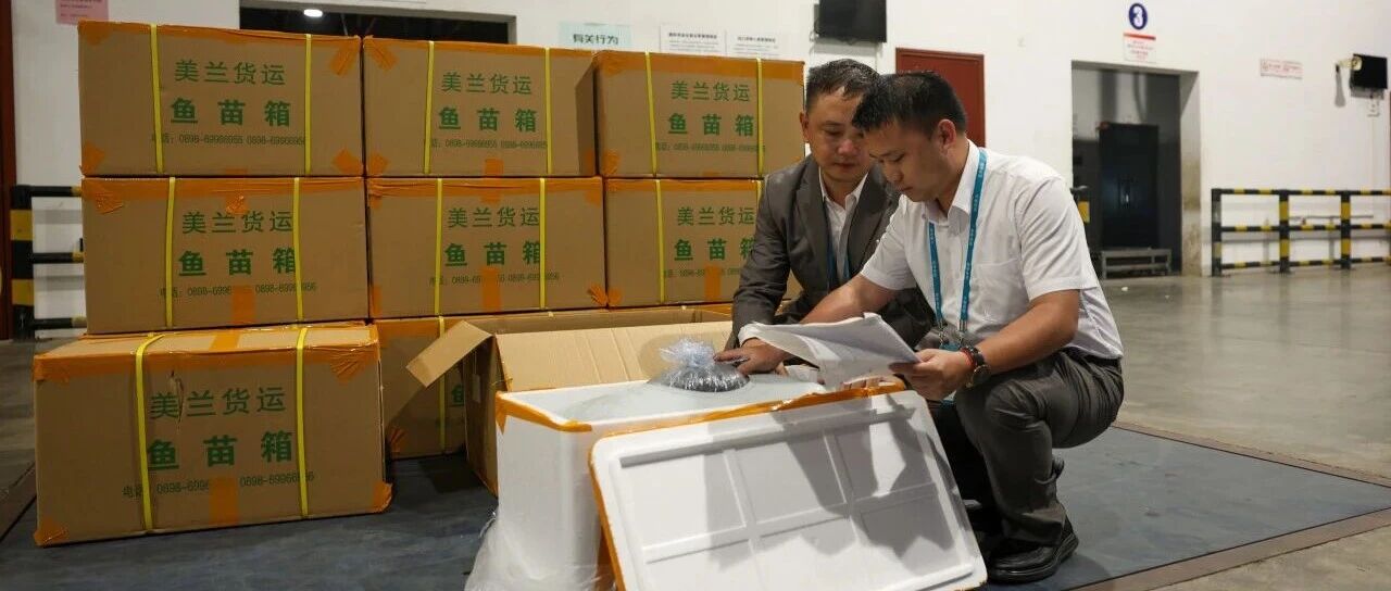 压缩生鲜入仓时限，海口美兰国际机场服务升级助力海南水产“鲜”行全球