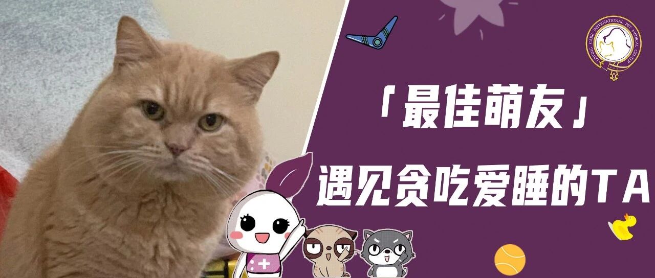 【最佳萌友】遇见贪吃爱睡的TA｜金融精英宠妈和呆呆“吞金兽”的精彩生活