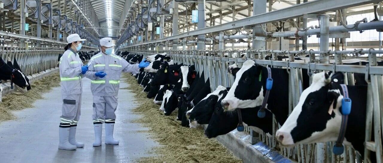 奶牛“住豪宅听音乐”产出优于欧盟标准好奶