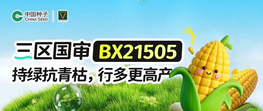 三区国审BX21505：持绿抗青枯，行多更高产