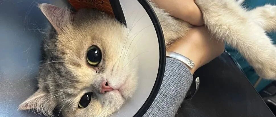 绝育的“得”与“失”：一场爱的权衡如何抉择？