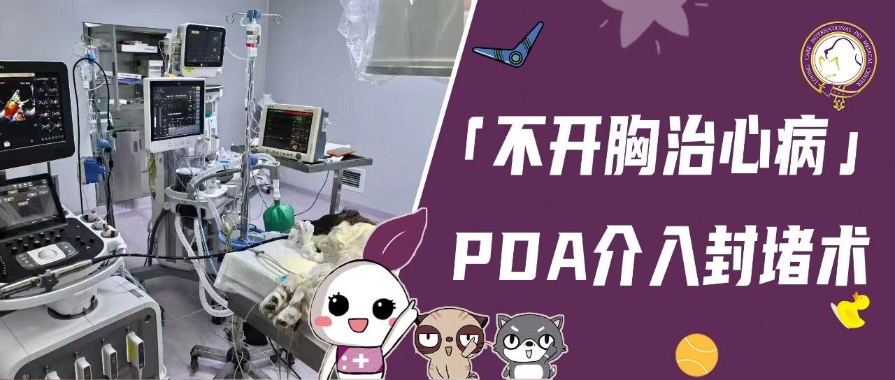 告别开胸！宠爱国际采用微创介入封堵术，成功治愈毛孩先天性心脏病PDA，打赢“心门”保卫战！