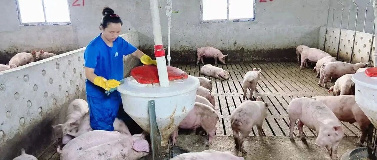 智能喷淋显奇效：怀化聚仓场2795头猪效益全面提升！