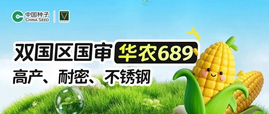【双国区国审】华农689：高产、耐密、不锈钢