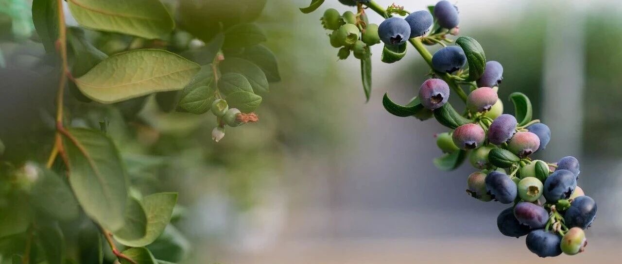 小象超市寻果记：在1800米高原，找一颗自带花香的蓝莓