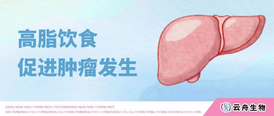 Cell重磅! 高脂饮食如何通过慢性代谢压力预激肝脏肿瘤发生？