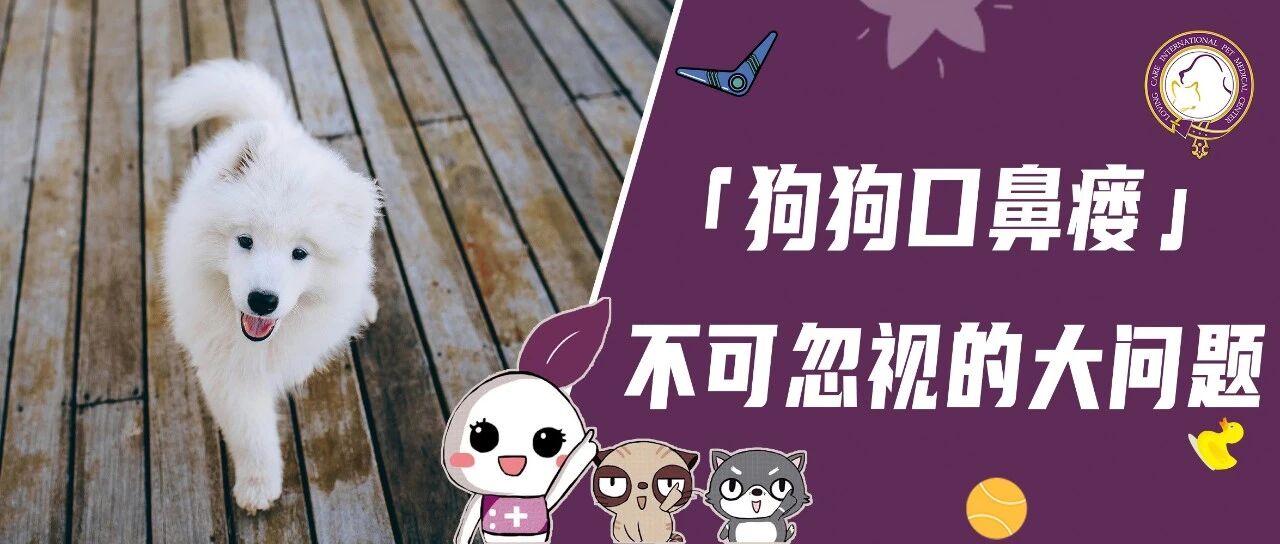 狗狗疯狂流黄鼻涕，仔细检查后发现根源竟然在“牙”上！