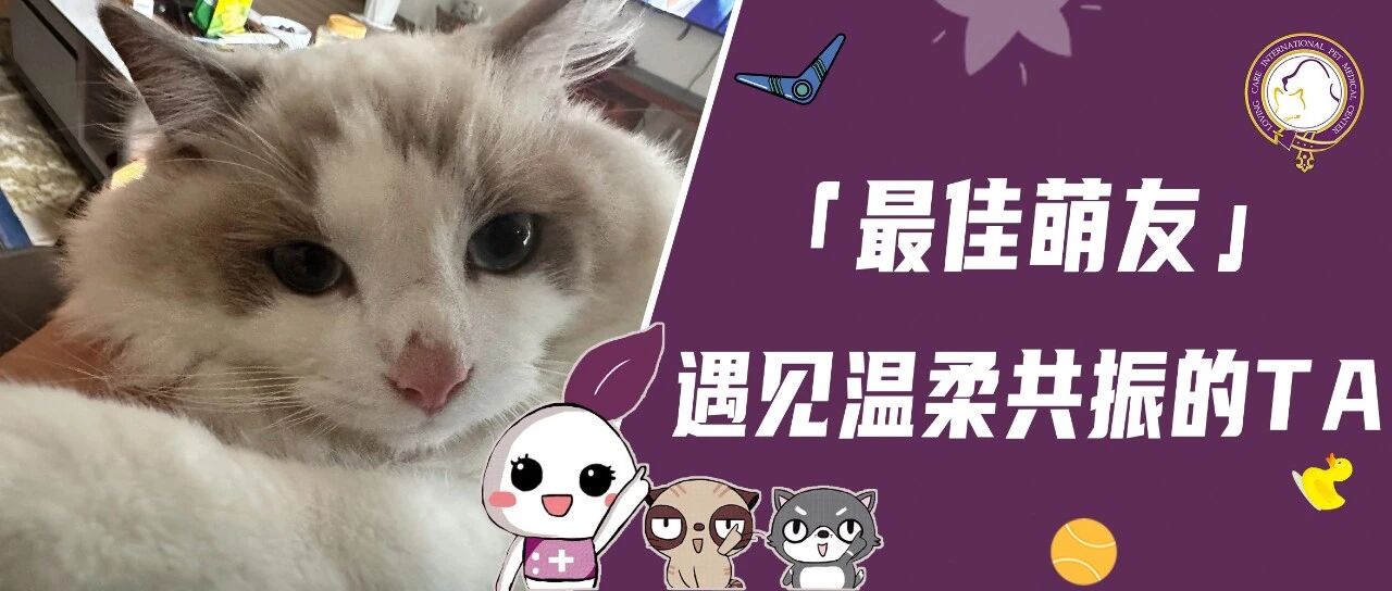 【最佳萌友】遇见温柔共振的TA｜设计师宠爸与布偶猫在大城市里相互治愈的柔软时光