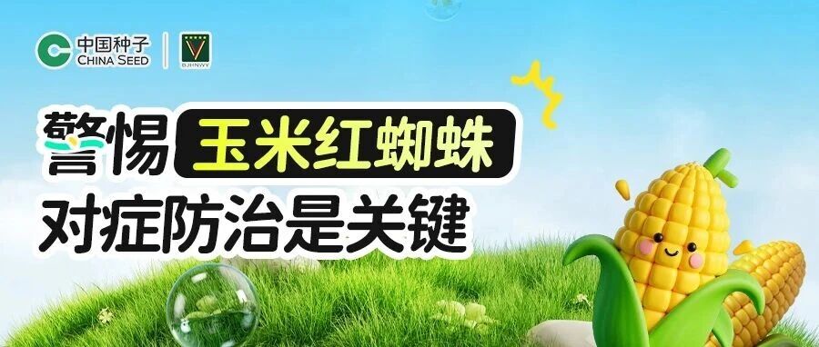 【病虫害防治】警惕红蜘蛛危害！玉米叶片发黄干枯？对症防治是关键