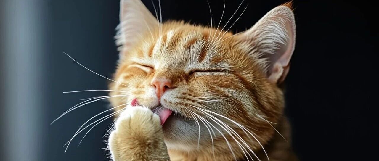 猫咪跳楼，9条命真的够吗？