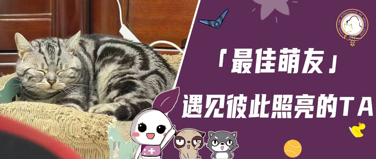 【最佳萌友】遇见彼此照亮的TA｜建筑师宠爸与可爱虎斑猫在城市里相互治愈的日子