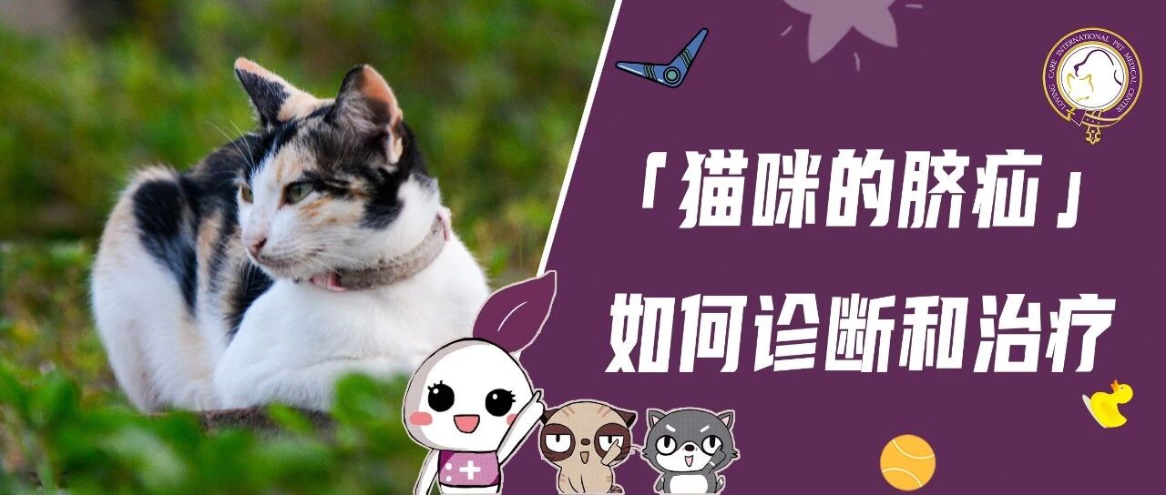 猫咪肚子上有个不痛不痒的小包，需要处理吗？