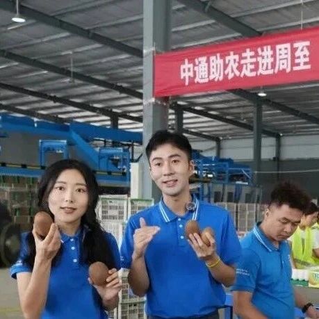 中国农民丰收节 | 中通溯源直播，助力陕西猕猴桃销往全国