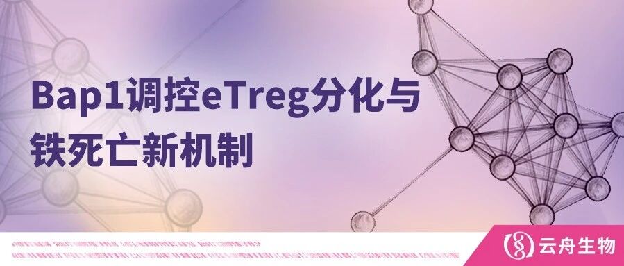 IF=15.3 | 西安交通大学团队发现Bap1调控eTreg分化与铁死亡的新机制